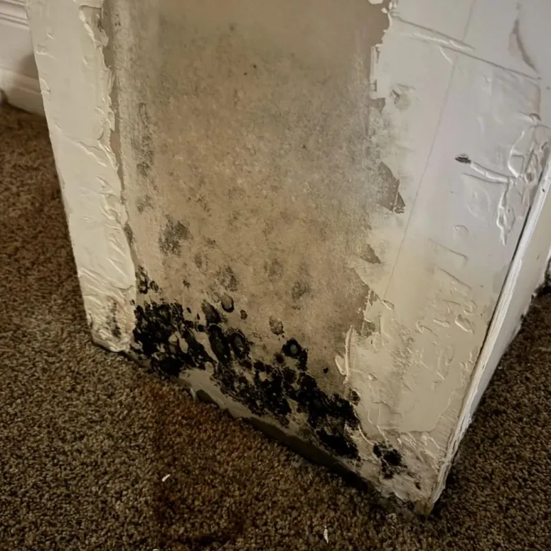 Professional Mold Removal in Ukiah, CA
